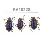 Chrysomelidae sp. China,  Yunnan, Nujiang, N of Mt.Biluoxueshan. 3Pcs. BA10228.