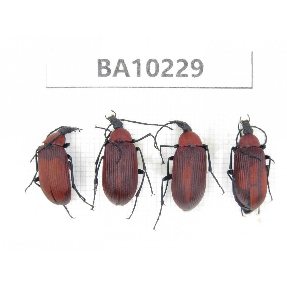 Chrysomelidae sp. China,  Yunnan, Nujiang, N of Mt.Biluoxueshan. 4Pcs. BA10229.