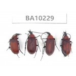 Chrysomelidae sp. China,  Yunnan, Nujiang, N of Mt.Biluoxueshan. 4Pcs. BA10229.