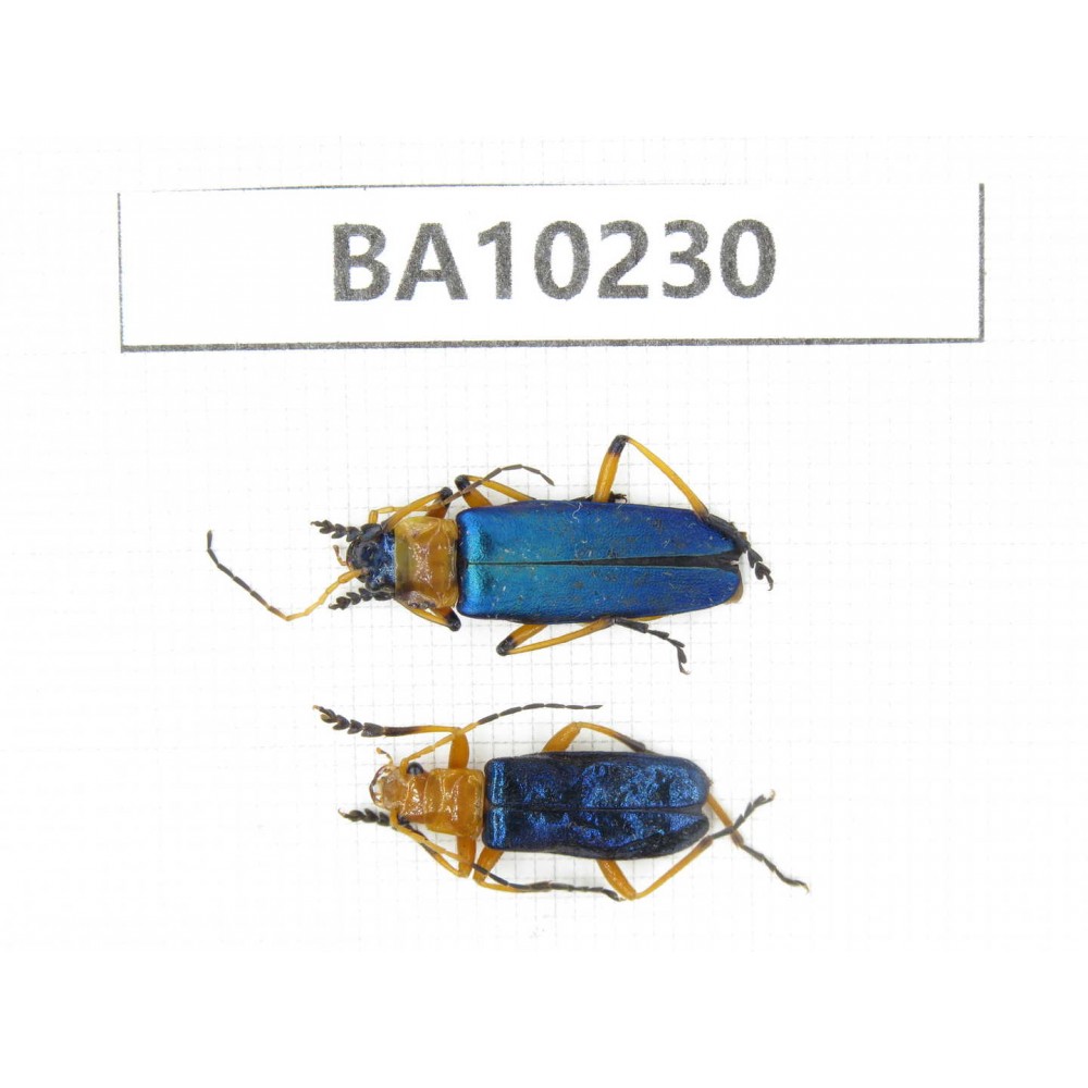Coleoptera sp. China, Yunnan, Nujiang, N of Mt.Biluoxueshan. 2Pcs. BA10230.