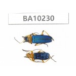 Coleoptera sp. China, Yunnan, Nujiang, N of Mt.Biluoxueshan. 2Pcs. BA10230.