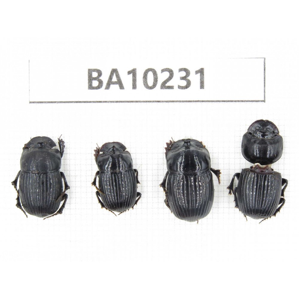 Geotrupidae sp. China, Yunnan, Nujiang, N of Mt.Biluoxueshan. 4Pcs. BA10231.