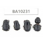 Geotrupidae sp. China, Yunnan, Nujiang, N of Mt.Biluoxueshan. 4Pcs. BA10231.