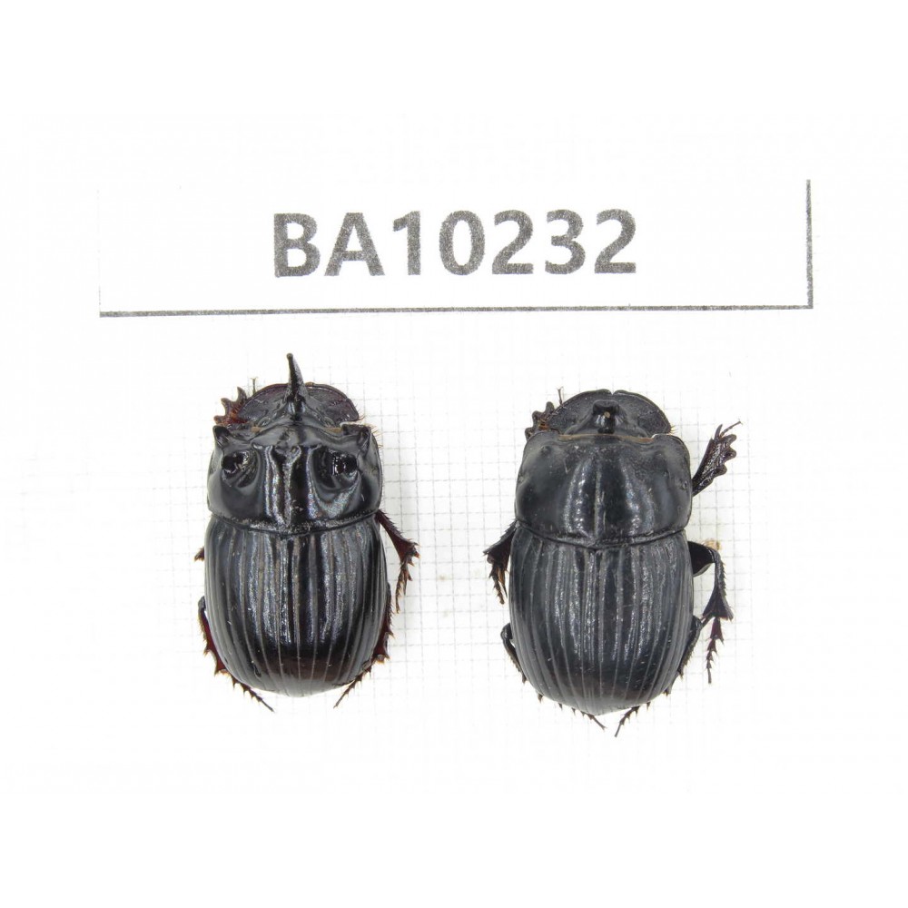 Geotrupidae sp. China, Yunnan, Nujiang, N of Mt.Biluoxueshan. 2Pcs. BA10232.