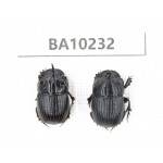 Geotrupidae sp. China, Yunnan, Nujiang, N of Mt.Biluoxueshan. 2Pcs. BA10232.