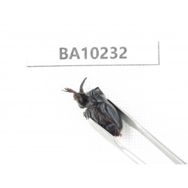 Geotrupidae sp. China, Yunnan, Nujiang, N of Mt.Biluoxueshan. 2Pcs. BA10232.