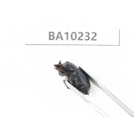 Geotrupidae sp. China, Yunnan, Nujiang, N of Mt.Biluoxueshan. 2Pcs. BA10232.