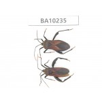 Hemiptera sp. China, Yunnan, Nujiang, N of Mt.Biluoxueshan. 2Pcs. BA10235.