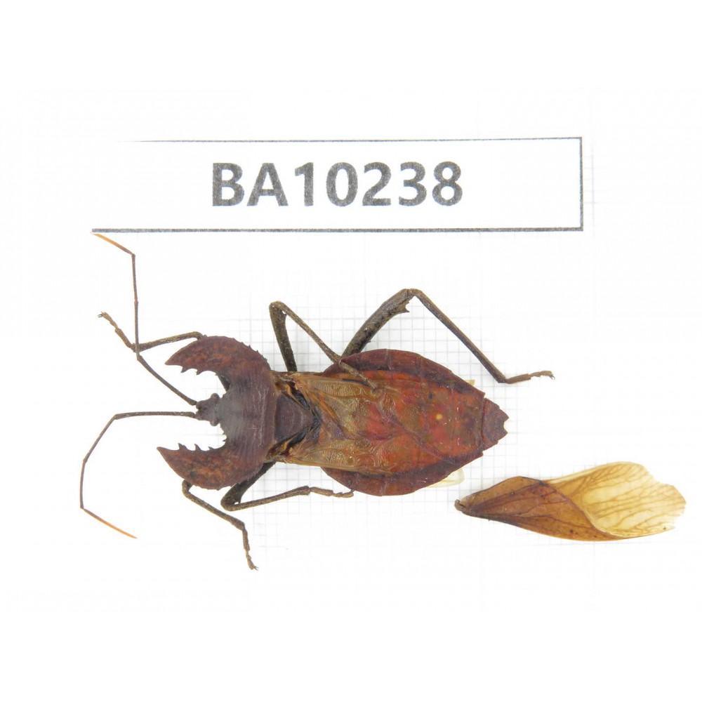 Hemiptera sp. China, Yunnan, Nujiang, N of Mt.Biluoxueshan. 1Pcs. BA10238.