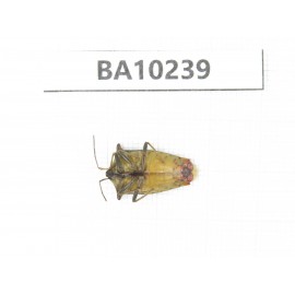 Hemiptera sp. China, Yunnan, Nujiang, N of Mt.Biluoxueshan. 1Pcs. BA10239.