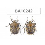 Hemiptera sp. China, Yunnan, Nujiang, N of Mt.Biluoxueshan. 2Pcs. BA10242.