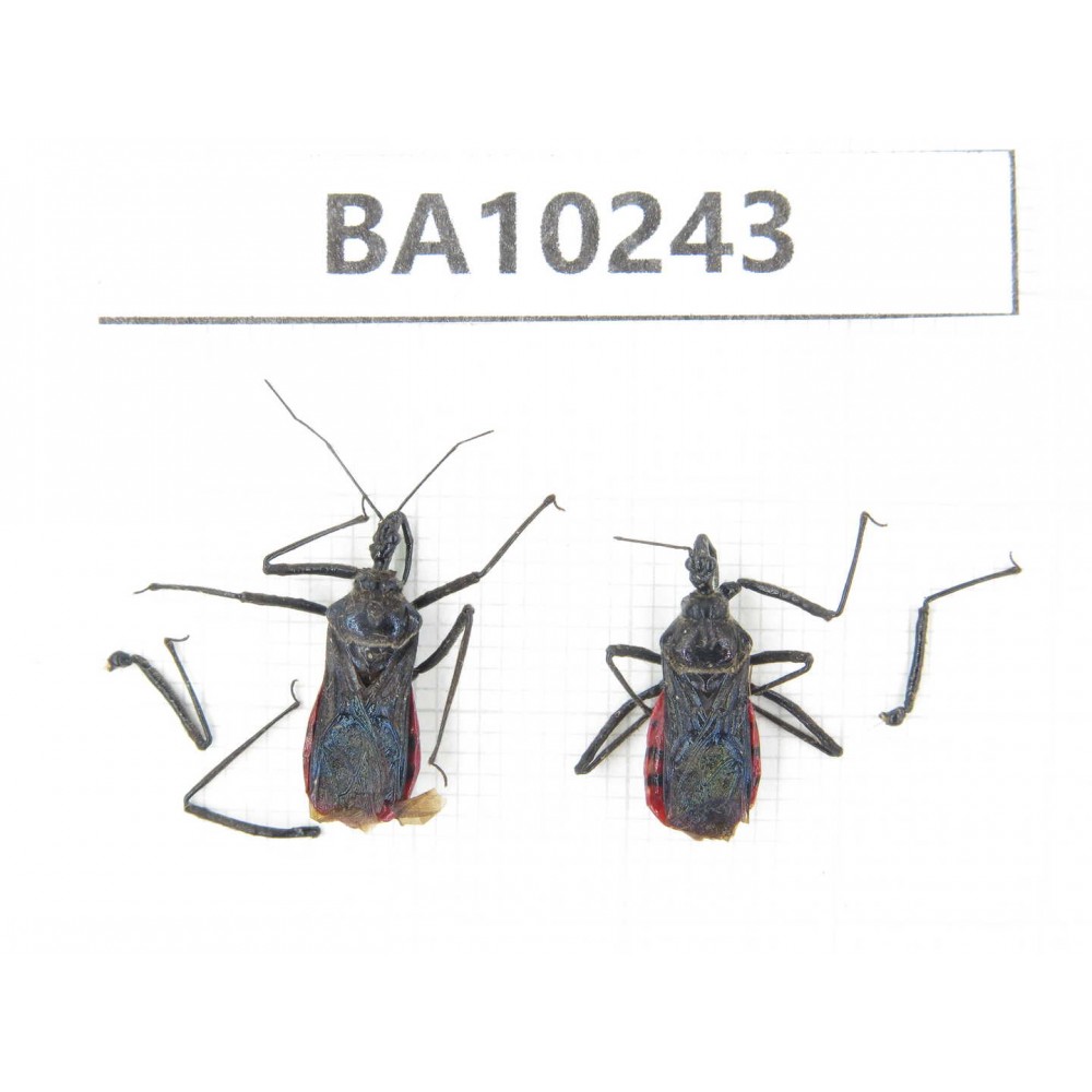 Hemiptera sp. China, Yunnan, Nujiang, N of Mt.Biluoxueshan. 2Pcs. BA10243.