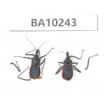 Hemiptera sp. China, Yunnan, Nujiang, N of Mt.Biluoxueshan. 2Pcs. BA10243.