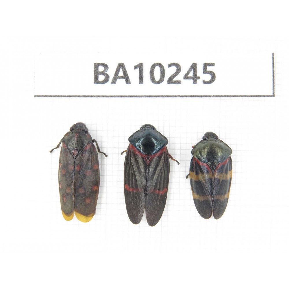 Cercopidae sp. China, Yunnan, Nujiang, N of Mt.Biluoxueshan. 3Pcs. BA10245.