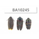 Cercopidae sp. China, Yunnan, Nujiang, N of Mt.Biluoxueshan. 3Pcs. BA10245.