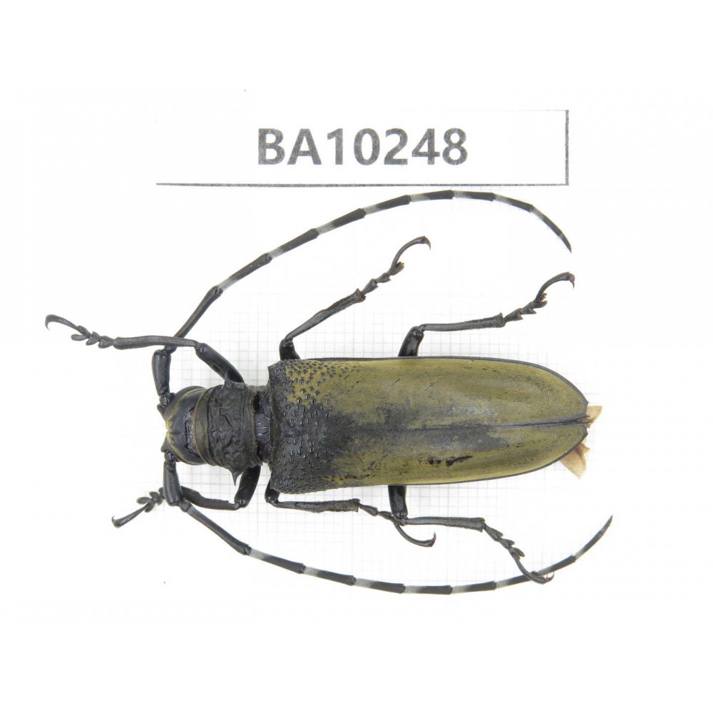 Cerambycidae sp. China, Yunnan, Nujiang, N of Mt.Biluoxueshan.1Pcs. BA10248.