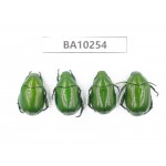 Rutelidae sp. China,  Yunnan, Nujiang, Fugong county.4Pcs. BA10254.