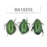Rutelidae sp. China,  Yunnan, Nujiang, Fugong county.3Pcs. BA10255.