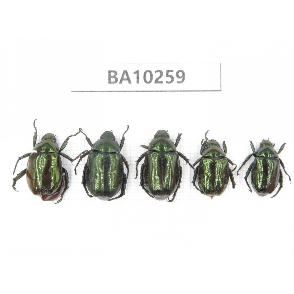 Rutelidae sp. China,  Yunnan, Nujiang, Fugong county.5Pcs. BA10259.