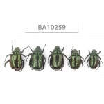 Rutelidae sp. China,  Yunnan, Nujiang, Fugong county.5Pcs. BA10259.