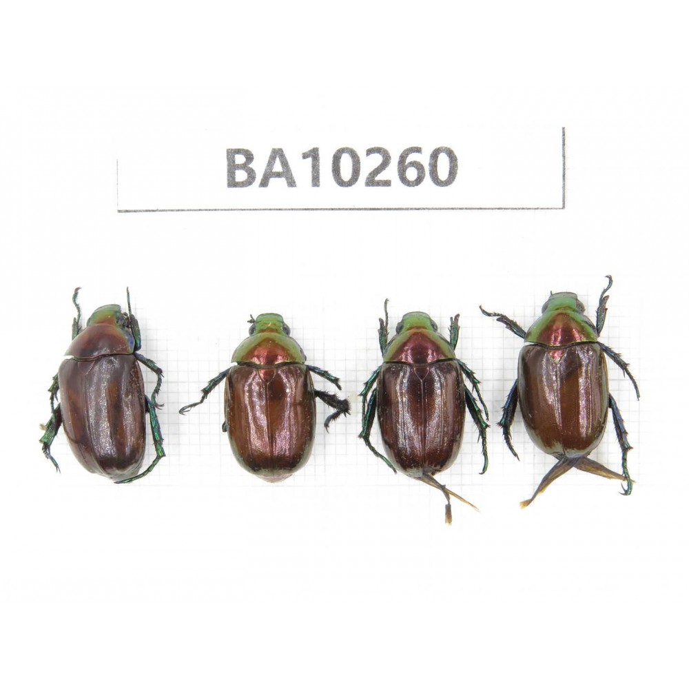 Rutelidae sp. China,  Yunnan, Nujiang, Fugong county. 4Pcs. BA10260.