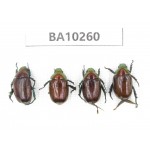 Rutelidae sp. China,  Yunnan, Nujiang, Fugong county. 4Pcs. BA10260.