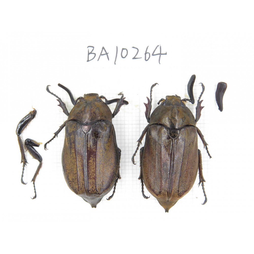 Melolonthidae sp. China, Yunnan, Nujiang, Fugong county. 2Pcs. BA10264.