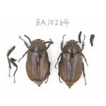 Melolonthidae sp. China, Yunnan, Nujiang, Fugong county. 2Pcs. BA10264.