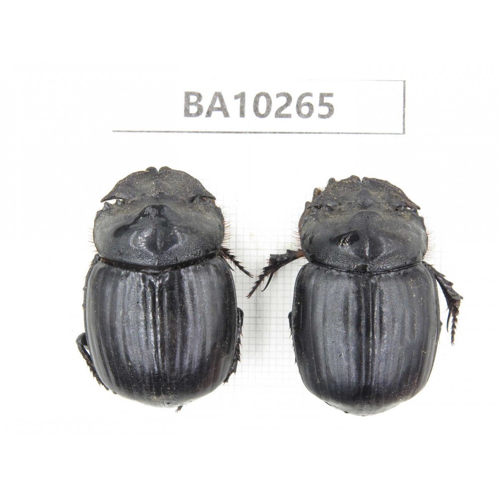 Geotrupidae sp. China, Yunnan, Nujiang, Fugong county. 2Pcs. BA10265.