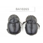 Geotrupidae sp. China, Yunnan, Nujiang, Fugong county. 2Pcs. BA10265.