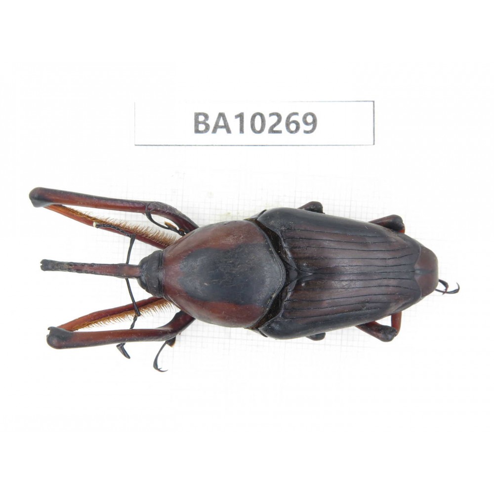 Curculionidae sp. China,  Yunnan, Nujiang, Fugong county. 1Pcs. BA10269.
