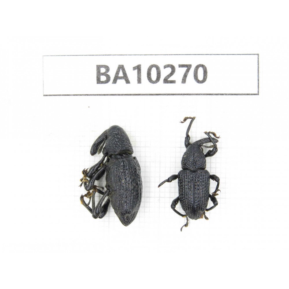 Curculionidae sp. China,  Yunnan, Nujiang, Fugong county. 2Pcs. BA10270.