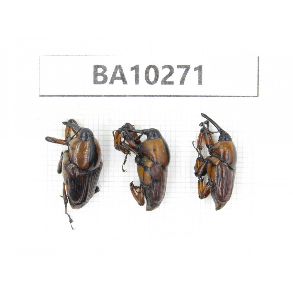 Curculionidae sp. China,  Yunnan, Nujiang, Fugong county. 3Pcs. BA10271.