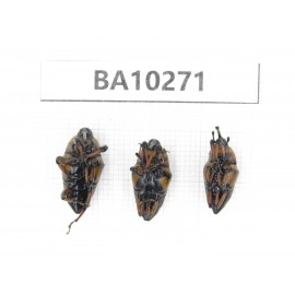 Curculionidae sp. China,  Yunnan, Nujiang, Fugong county. 3Pcs. BA10271.