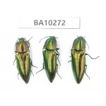 Elateridae sp. China, Yunnan, Nujiang, Fugong county. 3Pcs. BA10272.