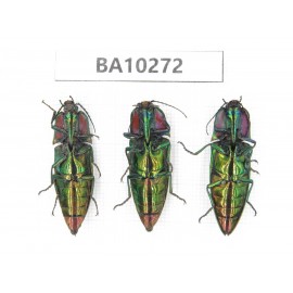 Elateridae sp. China, Yunnan, Nujiang, Fugong county. 3Pcs. BA10272.
