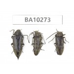 Elateridae sp. China, Yunnan, Nujiang, Fugong county. 3Pcs. BA10273.