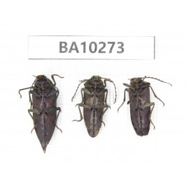 Elateridae sp. China, Yunnan, Nujiang, Fugong county. 3Pcs. BA10273.