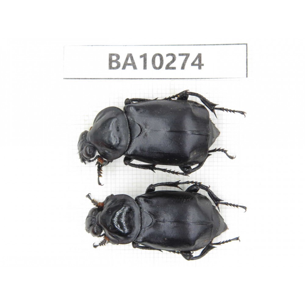 Silphidae sp. China, Yunnan, Nujiang, Fugong county. 2Pcs. BA10274.