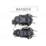 Silphidae sp. China, Yunnan, Nujiang, Fugong county. 2Pcs. BA10274.