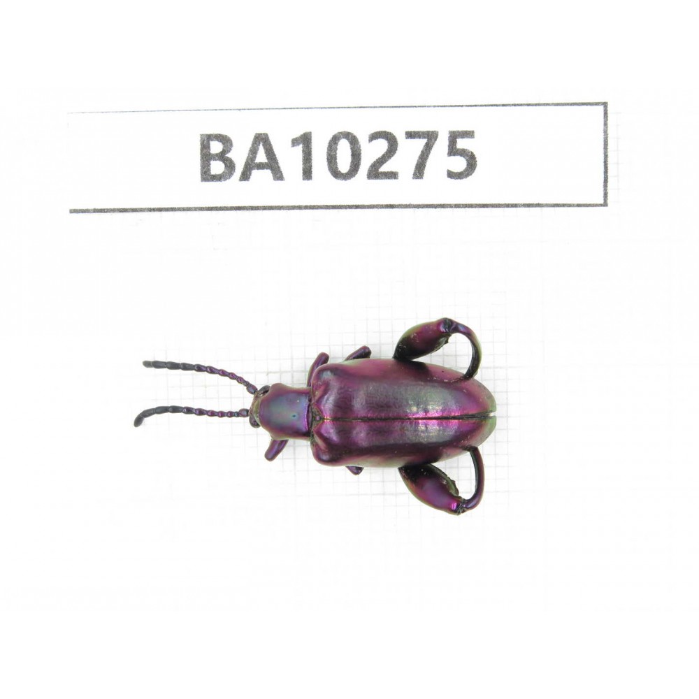 Chrysomelidae sp. China,  Yunnan, Nujiang, Fugong county. 1Pcs. BA10275.