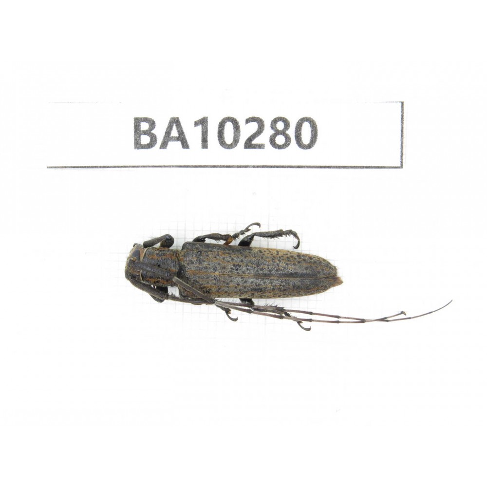 Cerambycidae sp. China, Yunnan, Nujiang, Fugong county. 1Pcs. BA10280.