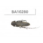 Cerambycidae sp. China, Yunnan, Nujiang, Fugong county. 1Pcs. BA10280.