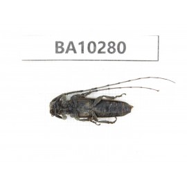 Cerambycidae sp. China, Yunnan, Nujiang, Fugong county. 1Pcs. BA10280.