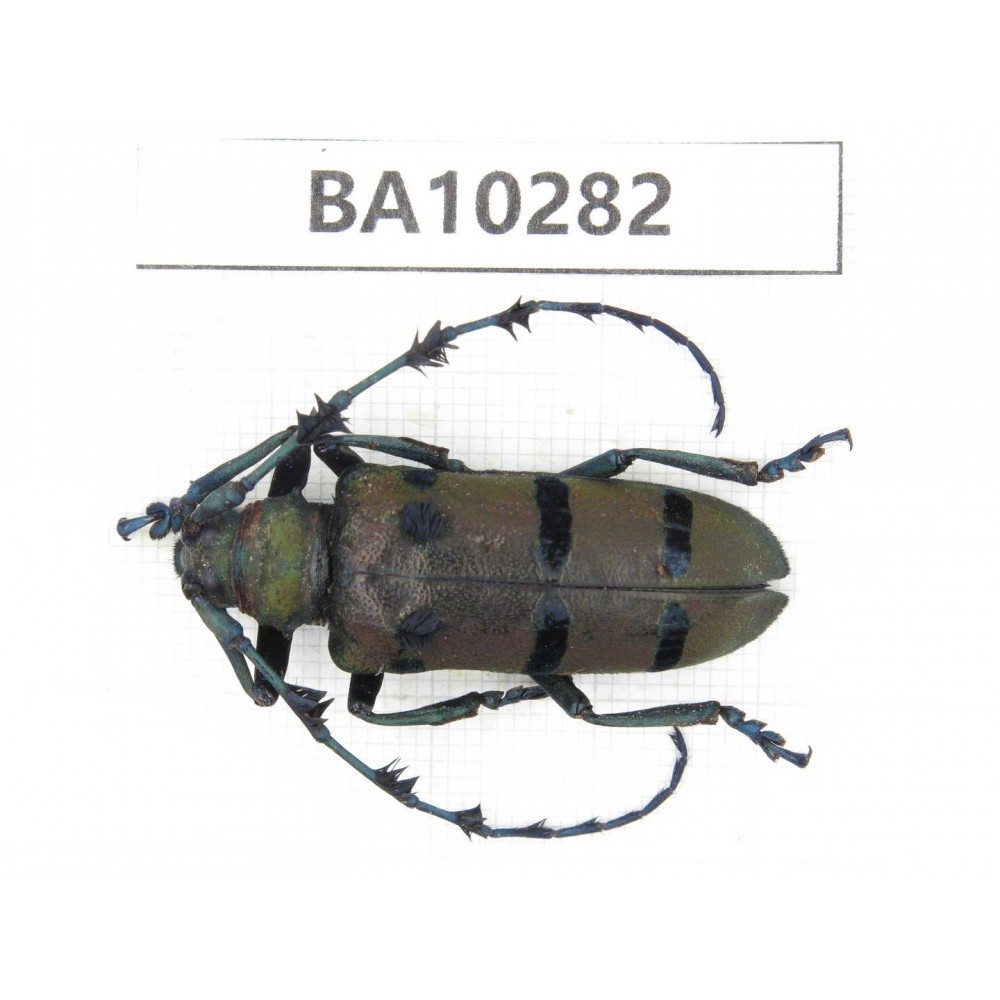 Cerambycidae sp. China, Yunnan, Nujiang, Fugong county. 1Pcs. BA10282.