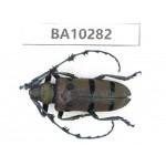 Cerambycidae sp. China, Yunnan, Nujiang, Fugong county. 1Pcs. BA10282.