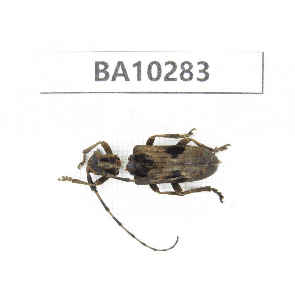 Cerambycidae sp. China, Yunnan, Nujiang, Fugong county. 1Pcs. BA10283.