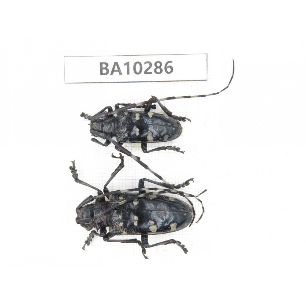 Cerambycidae sp. China, Yunnan, Nujiang, Fugong county. 2Pcs. BA10286.