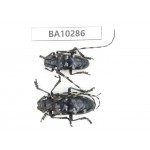Cerambycidae sp. China, Yunnan, Nujiang, Fugong county. 2Pcs. BA10286.