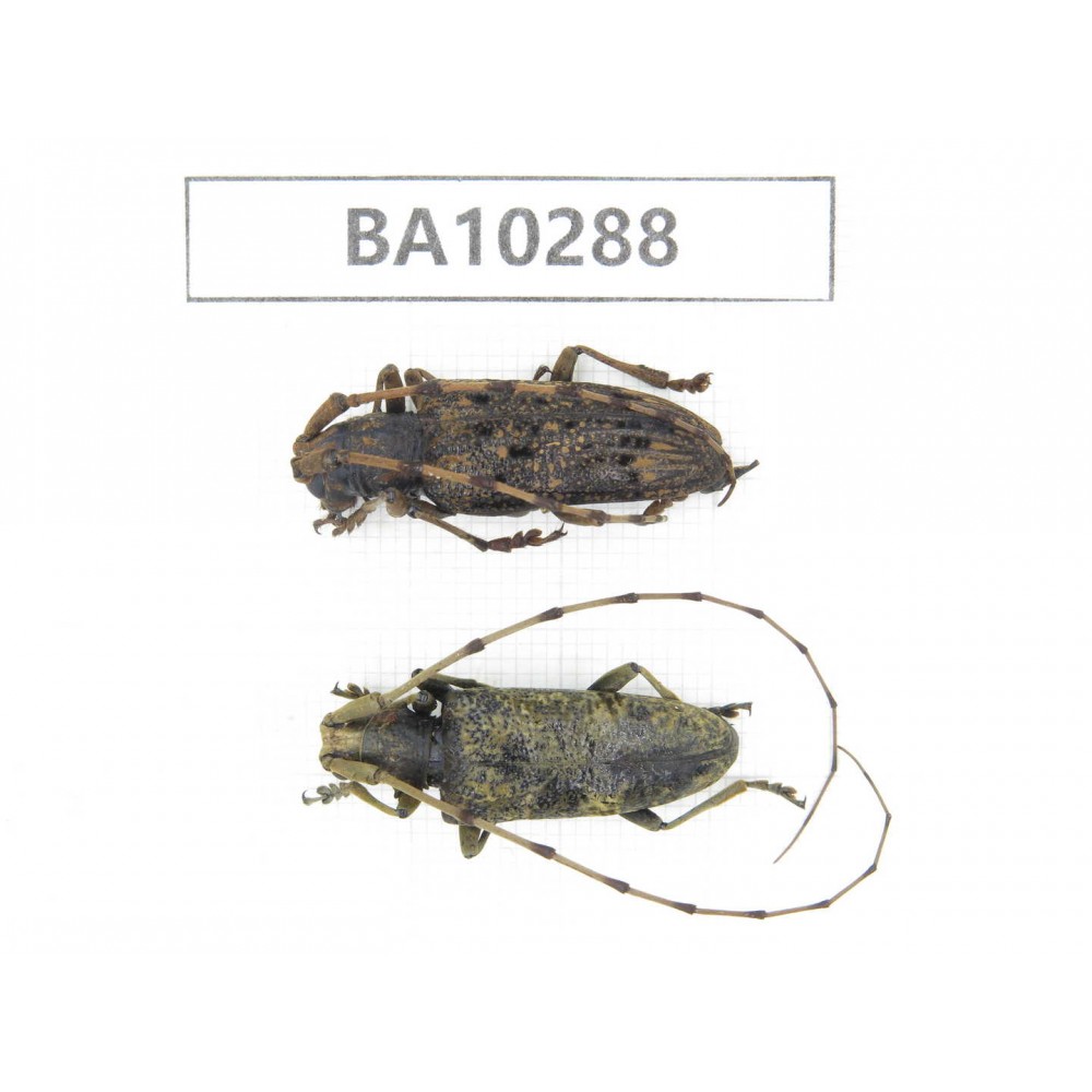 Cerambycidae sp. China, Yunnan, Nujiang, Fugong county. 2Pcs. BA10288.